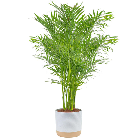 Costa Farms Live Cat Palm indoor plant in decorative garden pot, perfect for modern home décor and stress relief.