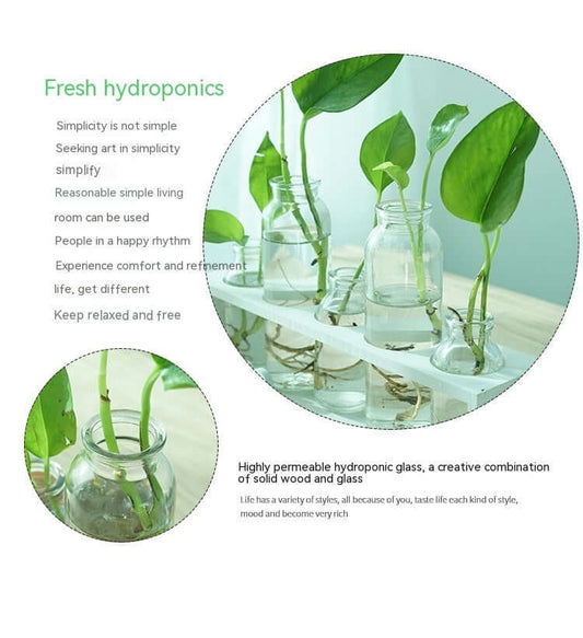 Minimalist hydroponic glass vase display with plants, showcasing elegance in home decor.