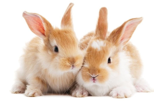 Cama de conejo de paja tejida