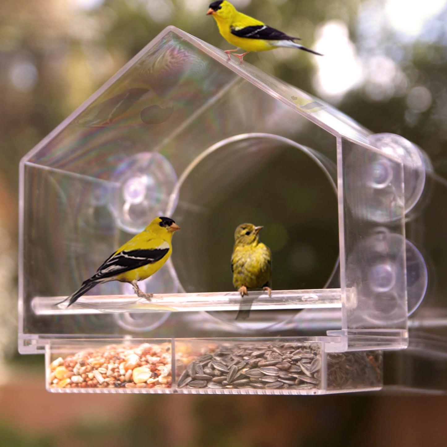 Nature Anywhere Transparent Acrylic Window Bird Feeders for Outdoors - Enhanced Suction Grip, Bird Watching for Cats, Easy-to-Clean, Outdoor Birdhouse Feeder