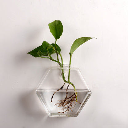 Wall-mounted Borosilicate Planter